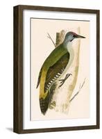 Grey Woodpecker,  from 'A History of the Birds of Europe Not Observed in the British Isles'-English-Framed Giclee Print