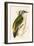 Grey Woodpecker,  from 'A History of the Birds of Europe Not Observed in the British Isles'-English-Framed Giclee Print