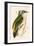 Grey Woodpecker,  from 'A History of the Birds of Europe Not Observed in the British Isles'-English-Framed Giclee Print