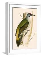 Grey Woodpecker,  from 'A History of the Birds of Europe Not Observed in the British Isles'-English-Framed Giclee Print