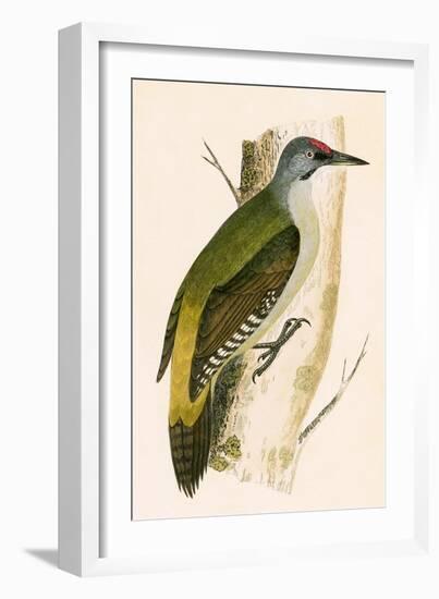 Grey Woodpecker,  from 'A History of the Birds of Europe Not Observed in the British Isles'-English-Framed Giclee Print