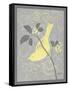 Grey & Yellow Bird I-Gwendolyn Babbitt-Framed Stretched Canvas