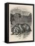 Greyfriars Bobby Lying Near the Grave of His Master, John Gray-null-Framed Stretched Canvas