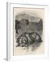 Greyfriars Bobby Lying Near the Grave of His Master, John Gray-null-Framed Art Print