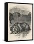 Greyfriars Bobby Lying Near the Grave of His Master, John Gray-null-Framed Stretched Canvas