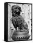 Greyfriars Bobby-null-Framed Stretched Canvas