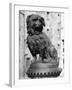 Greyfriars Bobby-null-Framed Photographic Print