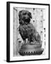 Greyfriars Bobby-null-Framed Photographic Print