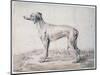 Greyhound, 1644-Cornelis Saftleven-Mounted Giclee Print