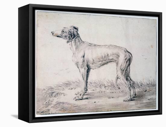 Greyhound, 1644-Cornelis Saftleven-Framed Stretched Canvas