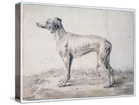 Greyhound, 1644-Cornelis Saftleven-Stretched Canvas