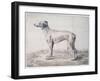 Greyhound, 1644-Cornelis Saftleven-Framed Giclee Print