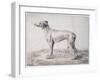 Greyhound, 1644-Cornelis Saftleven-Framed Giclee Print