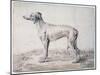 Greyhound, 1644-Cornelis Saftleven-Mounted Giclee Print