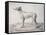 Greyhound, 1644-Cornelis Saftleven-Framed Stretched Canvas