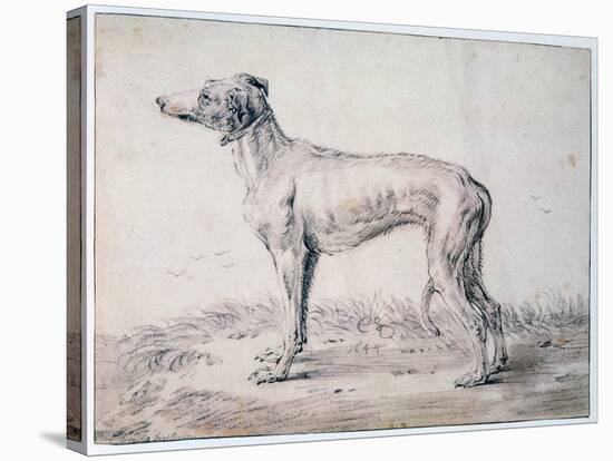 Greyhound, 1644-Cornelis Saftleven-Stretched Canvas