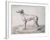 Greyhound, 1644-Cornelis Saftleven-Framed Giclee Print