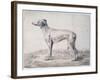 Greyhound, 1644-Cornelis Saftleven-Framed Giclee Print