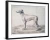 Greyhound, 1644-Cornelis Saftleven-Framed Giclee Print
