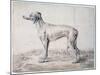 Greyhound, 1644-Cornelis Saftleven-Mounted Giclee Print