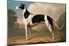 Greyhound, 1800-Benjamin Killingbeck-Mounted Giclee Print