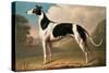 Greyhound, 1800-Benjamin Killingbeck-Stretched Canvas