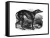 Greyhound, 1848-null-Framed Stretched Canvas