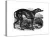 Greyhound, 1848-null-Stretched Canvas