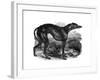 Greyhound, 1848-null-Framed Giclee Print