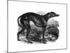 Greyhound, 1848-null-Mounted Giclee Print