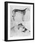 Greyhound and Head of a Greyhound-Antonio Pisani Pisanello-Framed Giclee Print