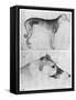 Greyhound and Head of a Greyhound-Antonio Pisani Pisanello-Framed Stretched Canvas