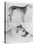 Greyhound and Head of a Greyhound-Antonio Pisani Pisanello-Stretched Canvas