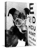 Greyhound Bitch Wearing Glasses February 1987-null-Stretched Canvas