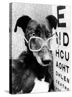 Greyhound Bitch Wearing Glasses February 1987-null-Stretched Canvas