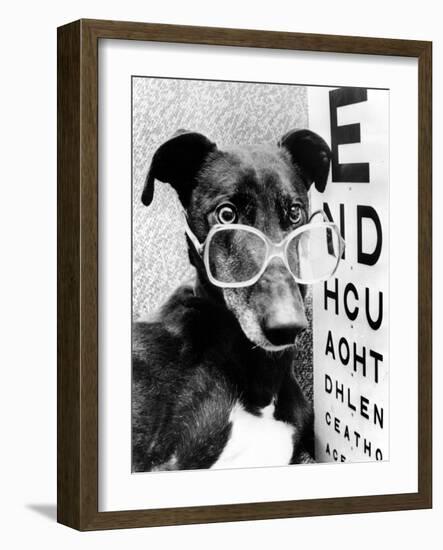 Greyhound Bitch Wearing Glasses February 1987-null-Framed Photo
