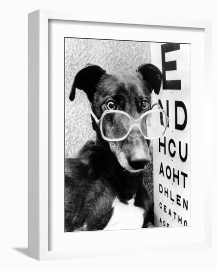 Greyhound Bitch Wearing Glasses February 1987-null-Framed Photo