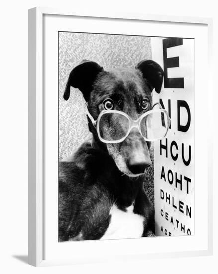 Greyhound Bitch Wearing Glasses February 1987-null-Framed Photo