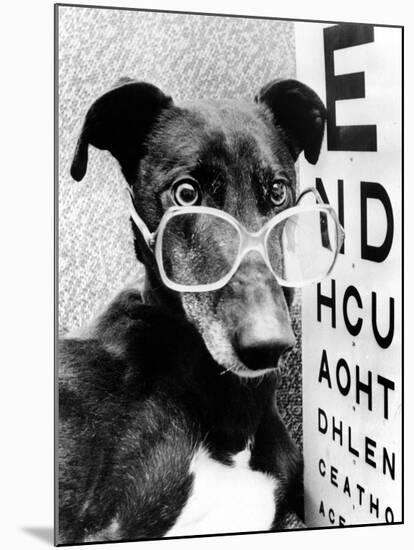 Greyhound Bitch Wearing Glasses February 1987-null-Mounted Photo