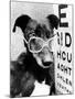 Greyhound Bitch Wearing Glasses February 1987-null-Mounted Photo