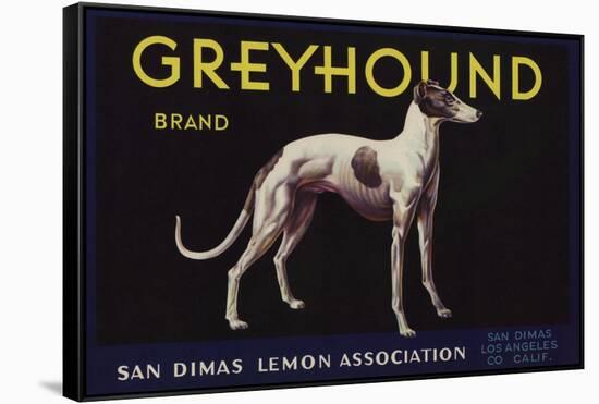 Greyhound Brand - San Dimas, California - Citrus Crate Label-Lantern Press-Framed Stretched Canvas