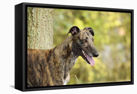 Greyhound in Front of Tree-null-Framed Stretched Canvas