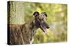 Greyhound in Front of Tree-null-Stretched Canvas