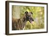 Greyhound in Front of Tree-null-Framed Photographic Print