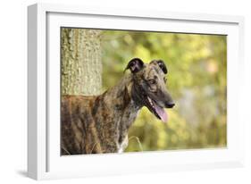 Greyhound in Front of Tree-null-Framed Photographic Print