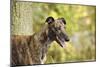 Greyhound in Front of Tree-null-Mounted Photographic Print