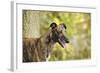 Greyhound in Front of Tree-null-Framed Photographic Print