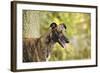 Greyhound in Front of Tree-null-Framed Photographic Print