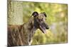 Greyhound in Front of Tree-null-Mounted Photographic Print