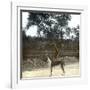 Greyhound, Palma (Island of Majorca, Balearics, Spain), Circa 1895-Leon, Levy et Fils-Framed Photographic Print